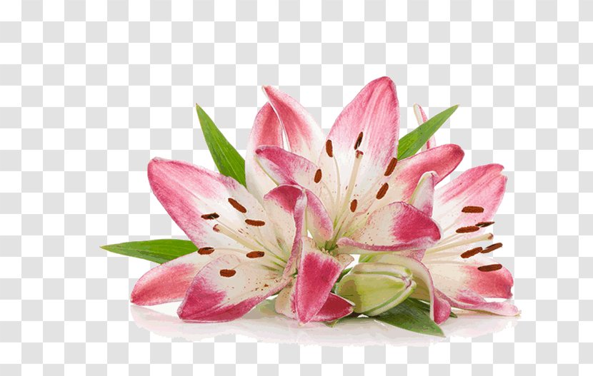 Cut Flowers Photography White Pink - Lily - Flower Transparent PNG