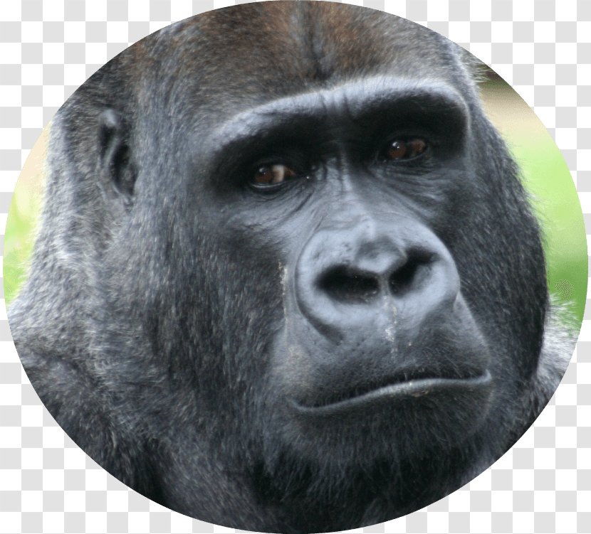 Primate Ape Western Lowland Gorilla Mountain Animal Transparent PNG
