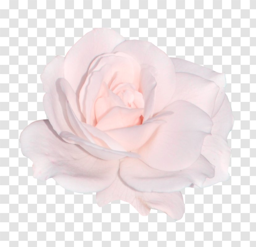 Flower Light Rose Sticker - Pink Transparent PNG