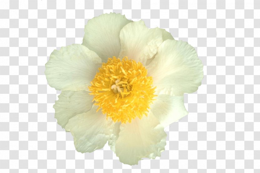 Peony Herbaceous Plant Plants Transparent PNG