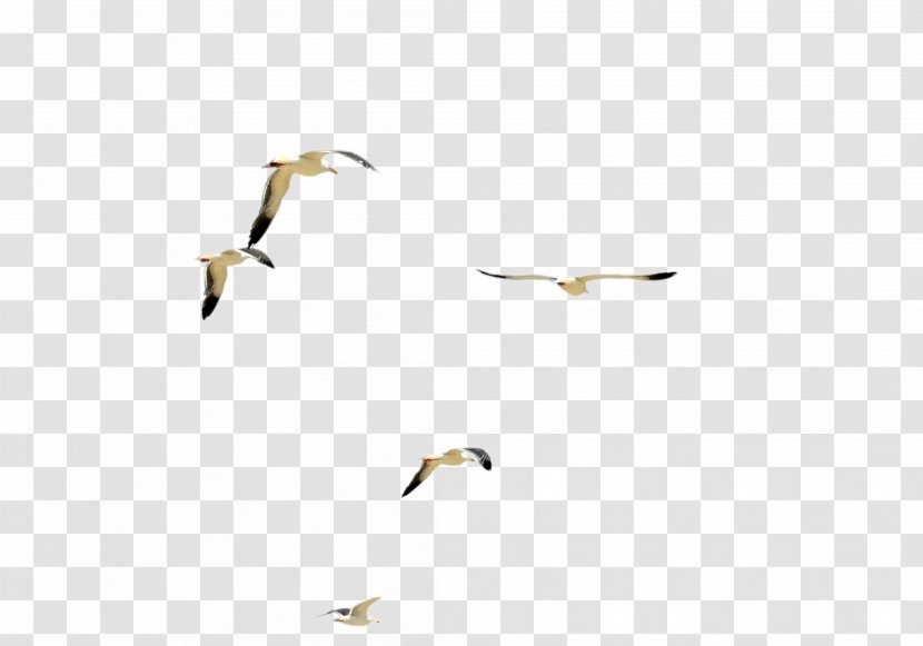 Water Bird Flock - Ducks Geese And Swans - Birds Transparent PNG