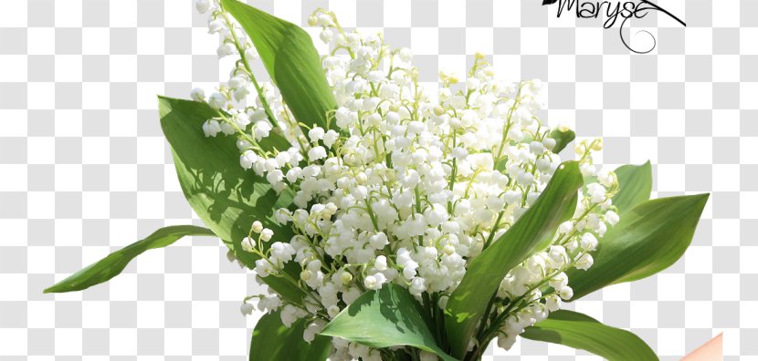 Lily Of The Valley 1 May Flower Labour Day - Plant Transparent PNG