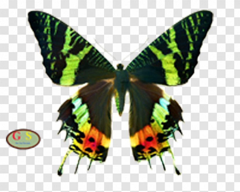 Butterfly Symmetry Line Parantica Aspasia Papilio Demoleus - Organism Transparent PNG