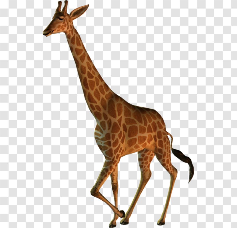 Northern Giraffe Clip Art - Mammal - Wild Transparent PNG