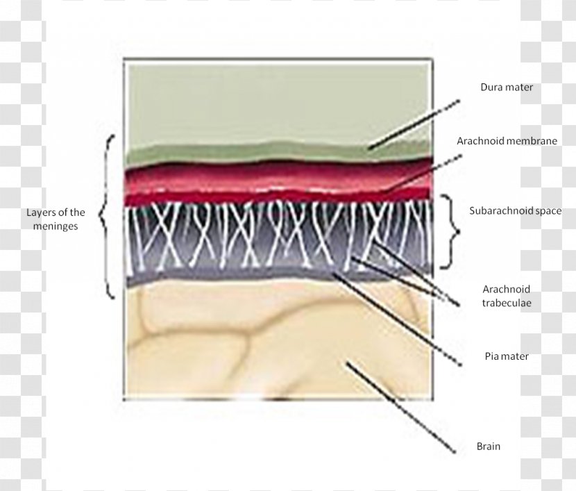 Gray's Anatomy Meninges Dura Mater Cerebellar Tentorium - Jaw - Brain Transparent PNG