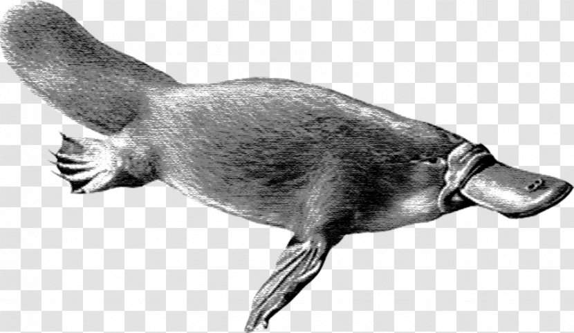 Otter Cartoon - Duck - European Water Shrew Bearded Seal Transparent PNG