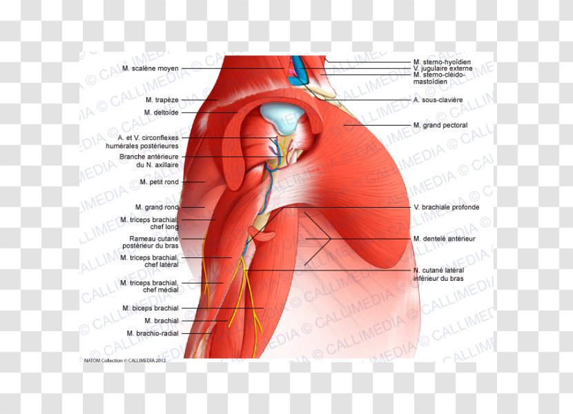 Arm Deltoid Muscle Nerve Anatomy - Heart Transparent PNG