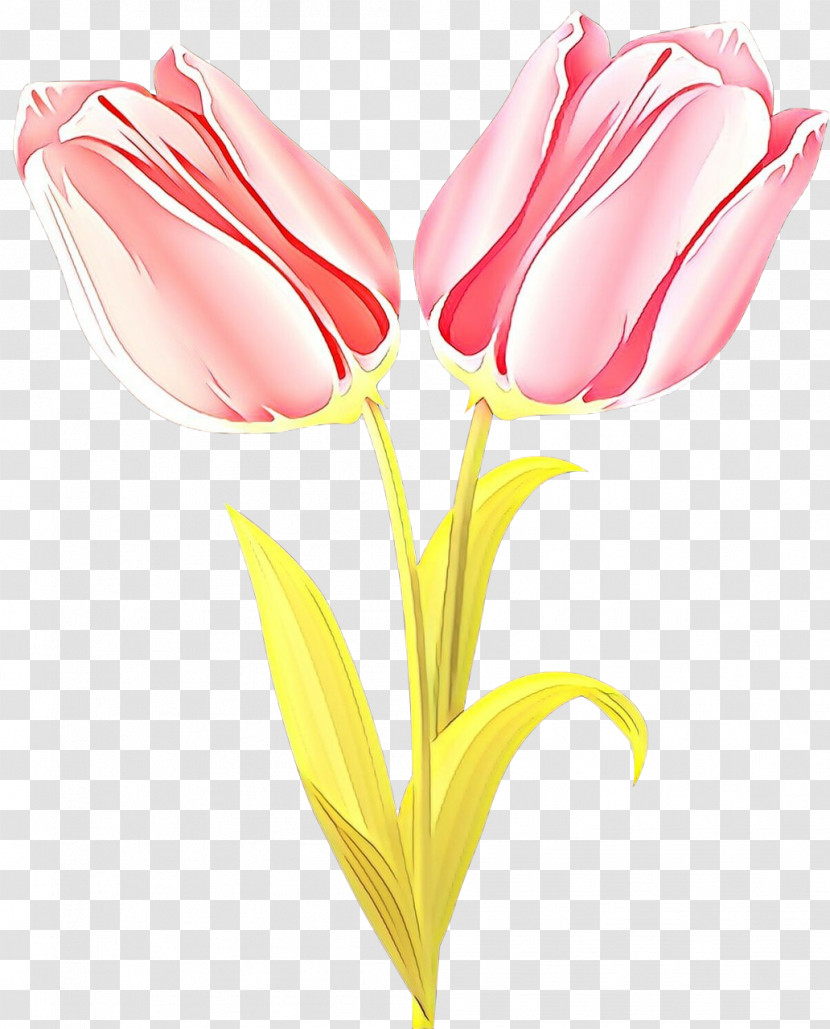 Flower Pink Tulip Petal Cut Flowers Transparent PNG