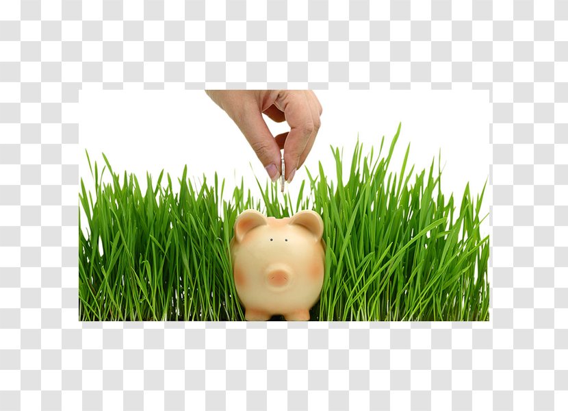 Lawn Grasses Plant Saving Animal - Grass - Piggy Bank Transparent PNG