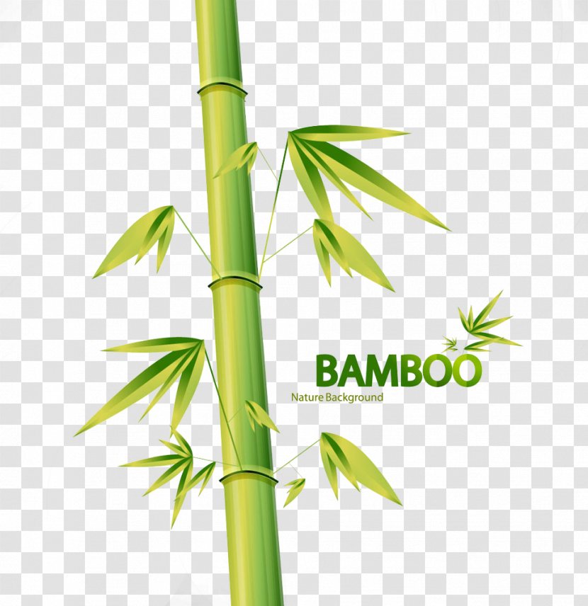 Bamboo Euclidean Vector Drawing Illustration - Bamboe - Hand-painted Pictures Transparent PNG