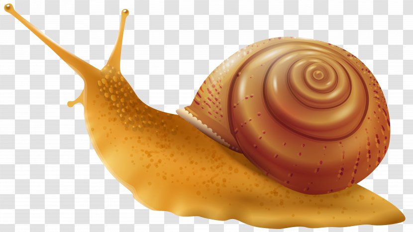 Snail Gastropod Shell Drawing Clip Art - Seashell - Snails Transparent PNG