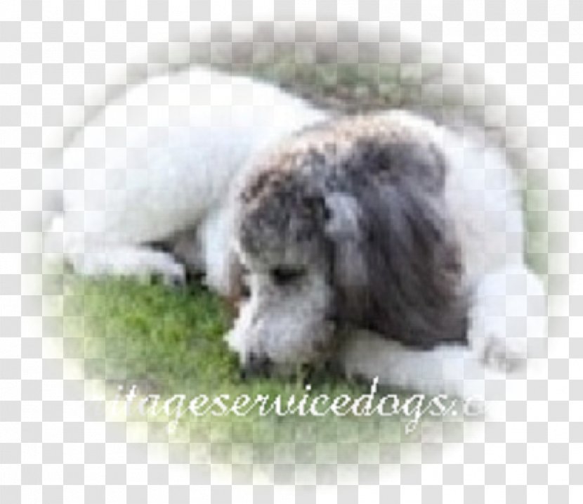 Dog Breed Poodle Lagotto Romagnolo Puppy Spanish Water - Companion Transparent PNG