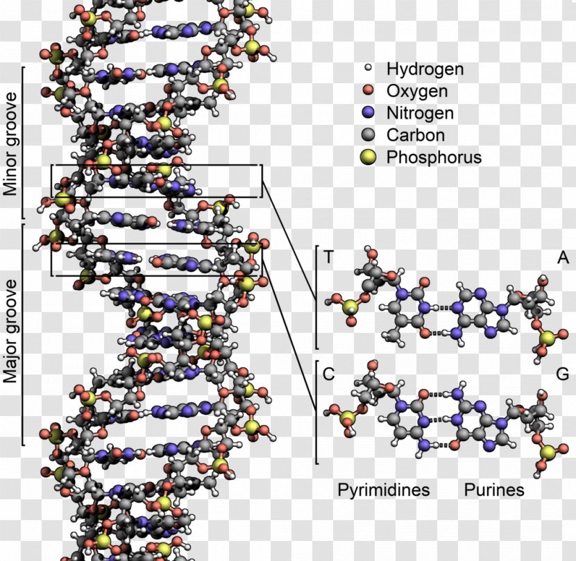 The Double Helix: A Personal Account Of Discovery Structure DNA Nucleic Acid Molecular Acids: For Deoxyribose Helix - Branch - Science Transparent PNG