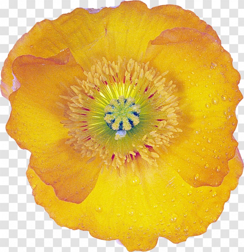 Flower Poppy Drawing Image - Painting - File Transparent PNG