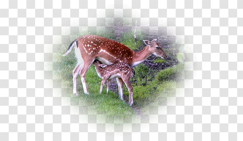 Deer Camel Gazelle Wildlife Terrestrial Animal Transparent PNG