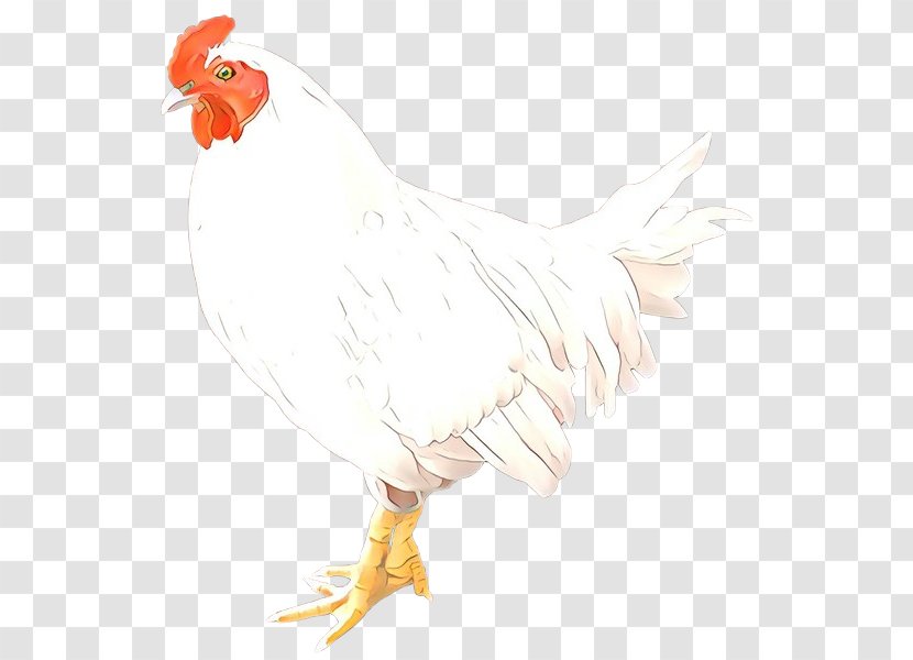 Feather - Chicken - Tail Transparent PNG