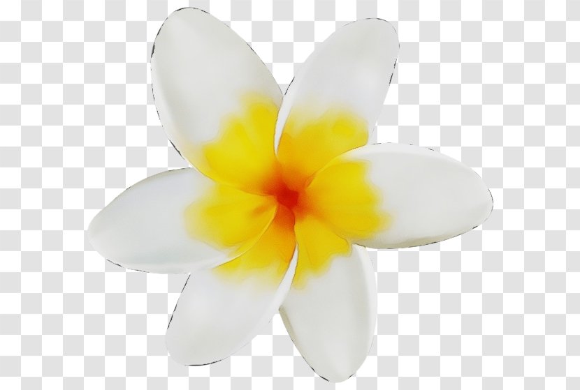 Petal Flower White Frangipani Plant - Flowering - Wildflower Transparent PNG