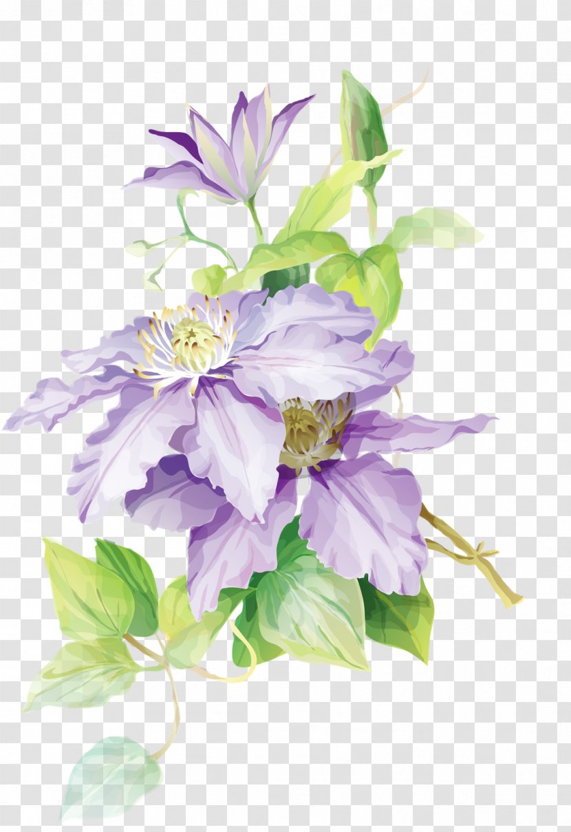 Watercolor Painting Flower Drawing - Clematis - Watercolour Transparent PNG