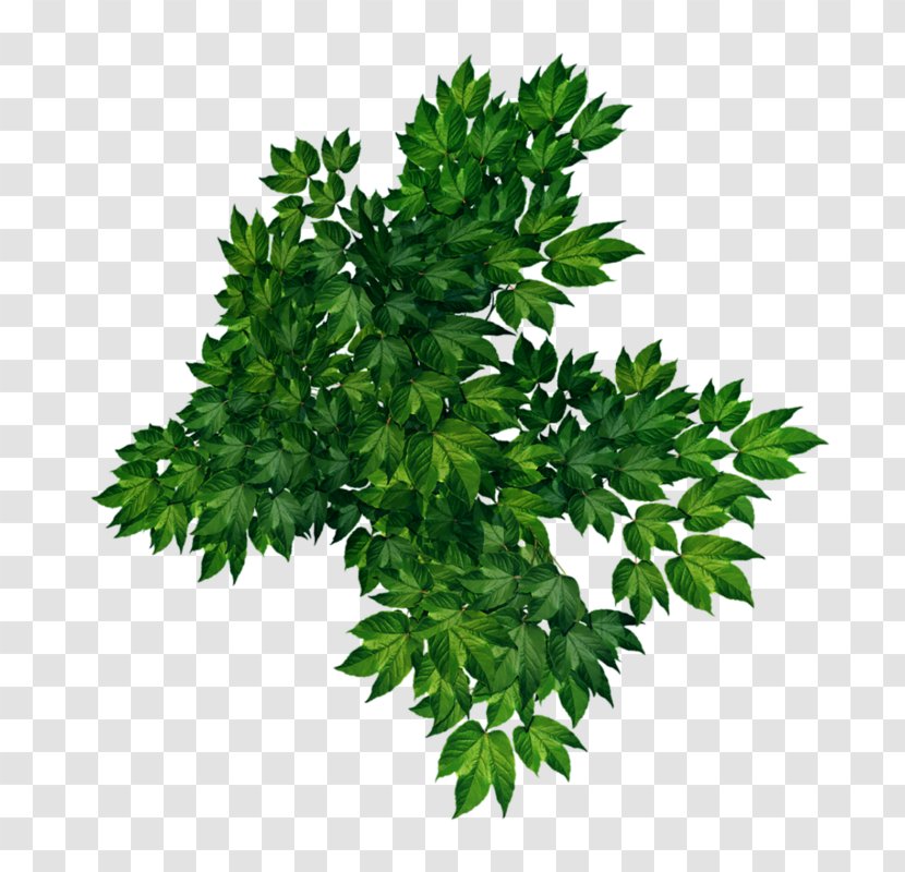 Clip Art - Christmas - Green Leaves Transparent PNG