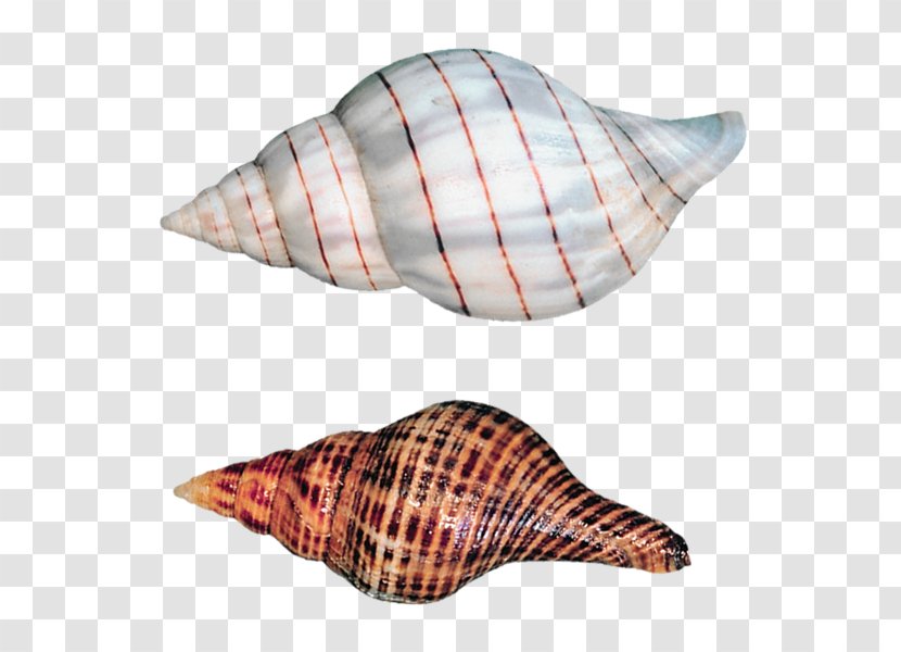 Seashell Sea Snail Gastropod Shell Transparent PNG