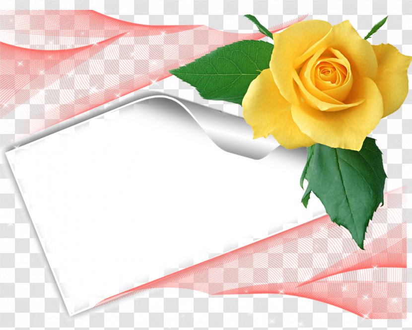 Garden Roses Floral Design Birthday Stock Photography - Rose - 70 Transparent PNG