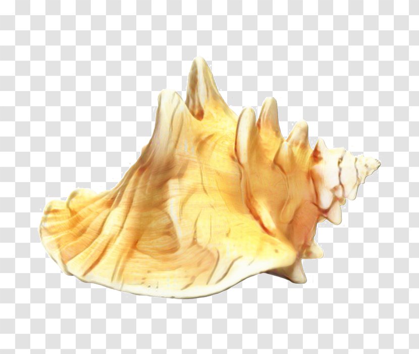 Tart Yellow - Conch Transparent PNG