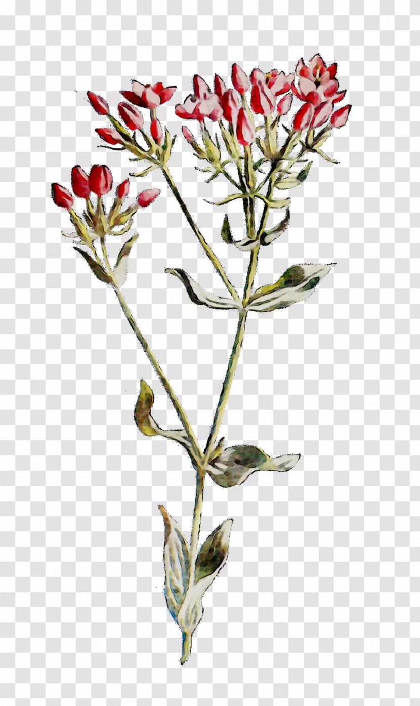 Twig Plant Stem Cut Flowers Flowering - Flower Transparent PNG