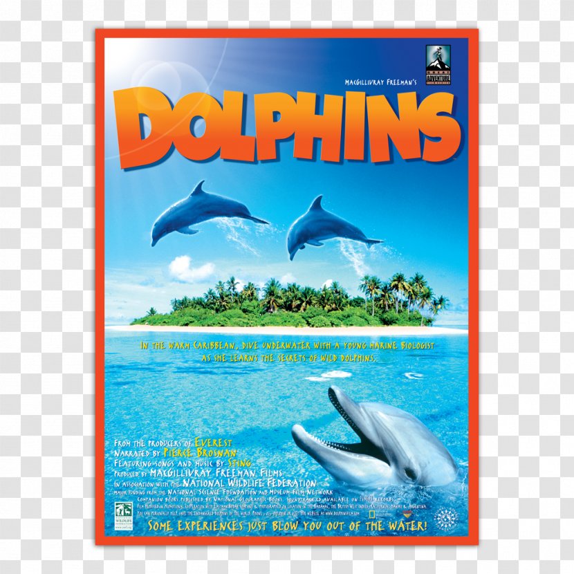 Common Bottlenose Dolphin La Plata IMAX DVD Transparent PNG