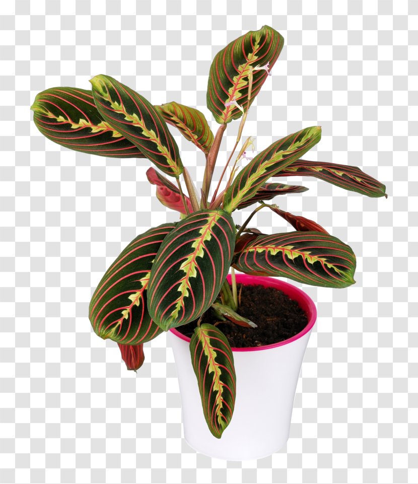 Maranta Leuconeura Ornamental Plant Leaf Calatheas Transparent PNG