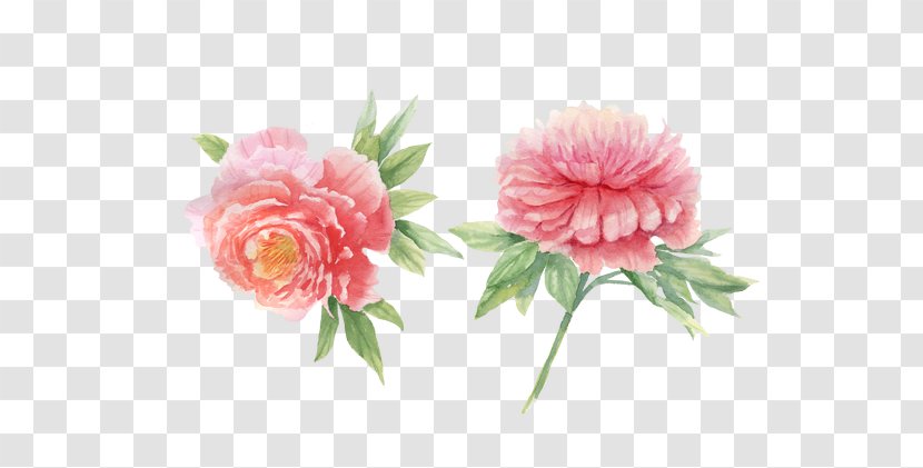 Peony Watercolor Painting - Carnation Transparent PNG