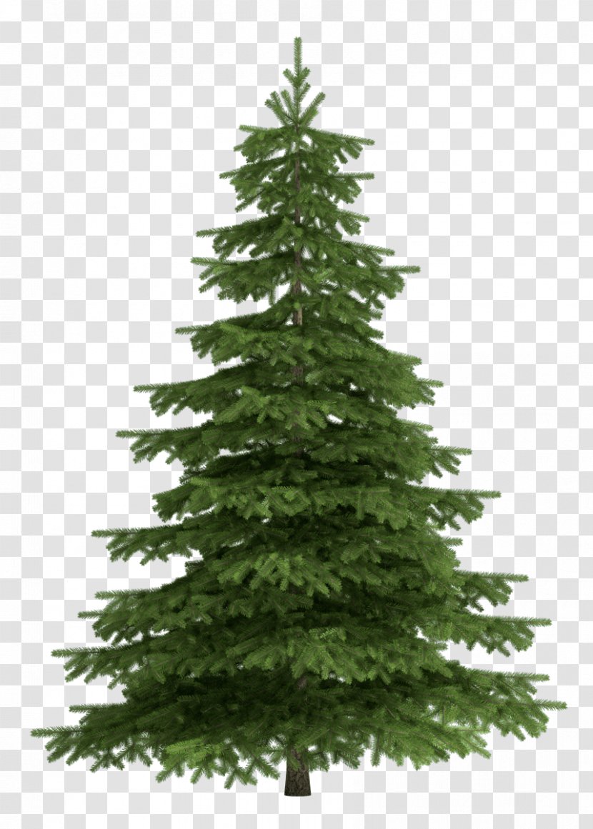 Tree Scots Pine Fir Clip Art - Pruning Trees Transparent PNG