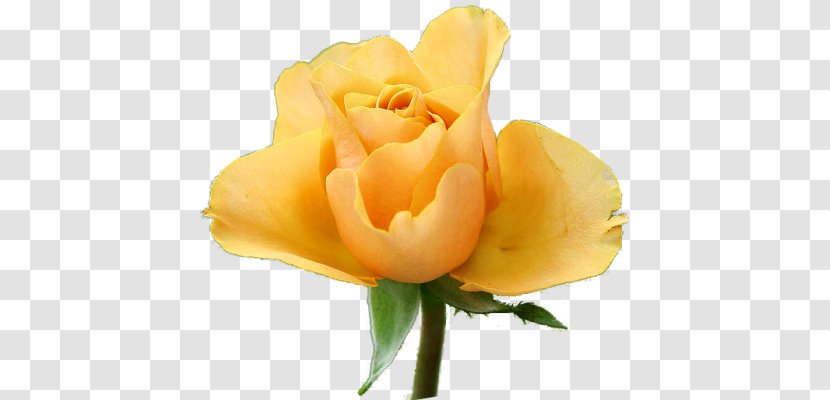 Garden Roses Floribunda Rose Yellow - Austrian Briar - Flowering Plant Transparent PNG