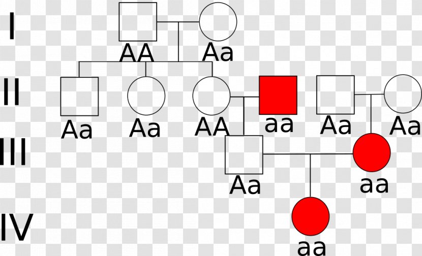 Stammbaumanalyse Allel Recesywny Arv Dominance Autosome - Eigenschap - Baum Transparent PNG