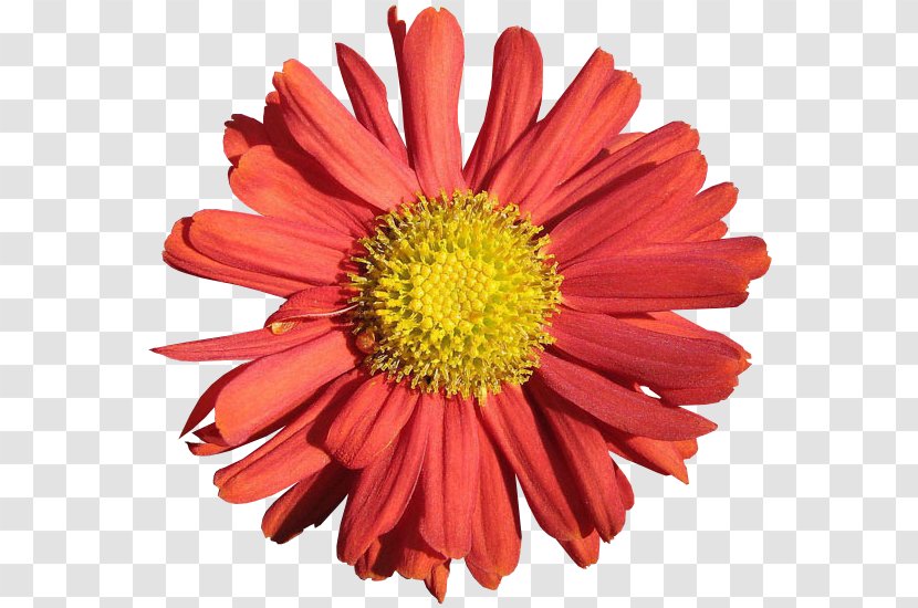 Chrysanthemum Transvaal Daisy Blanket Flowers Cut Marguerite Transparent PNG