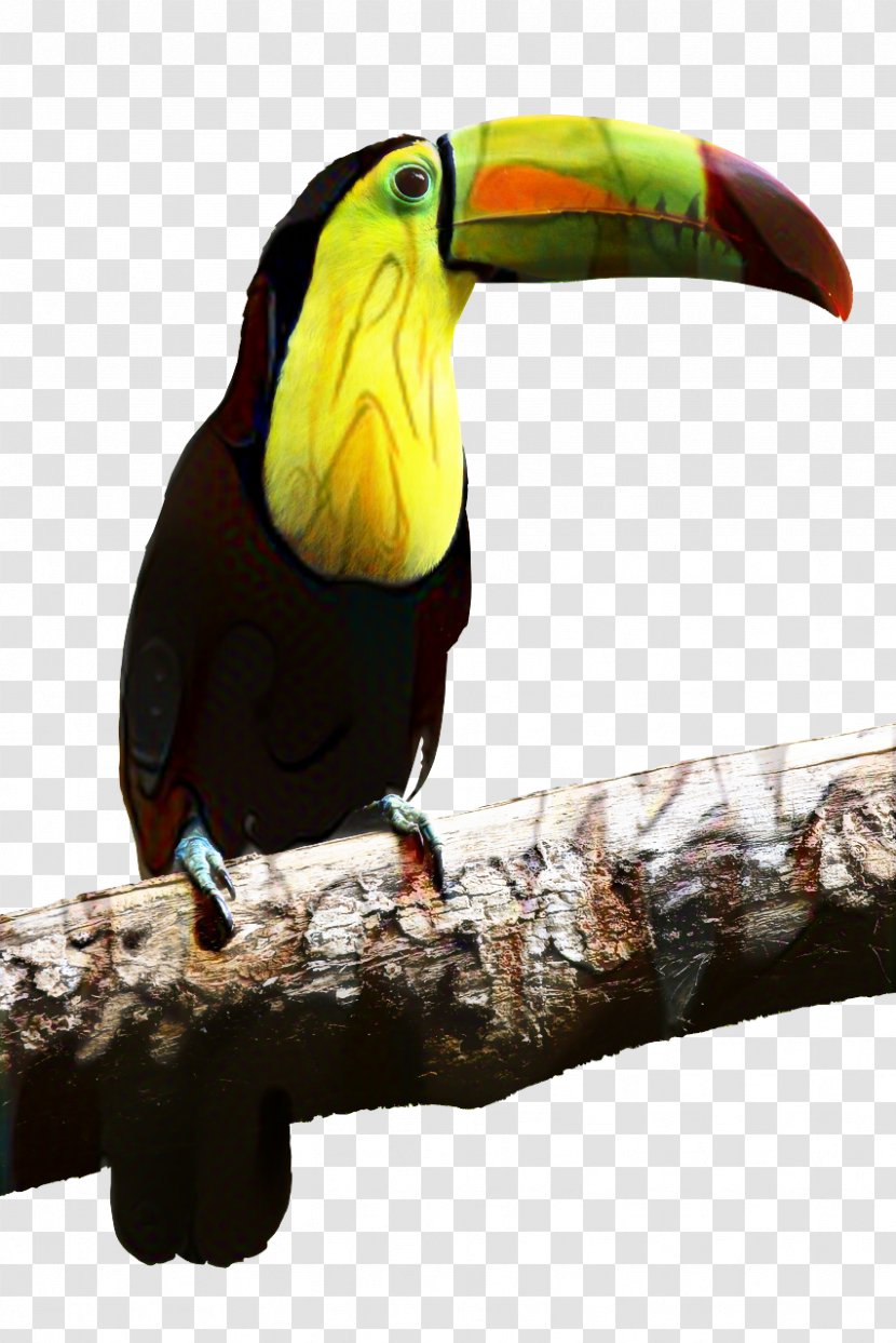 Toco Toucan Bird Beak Parrot - Piciformes Transparent PNG
