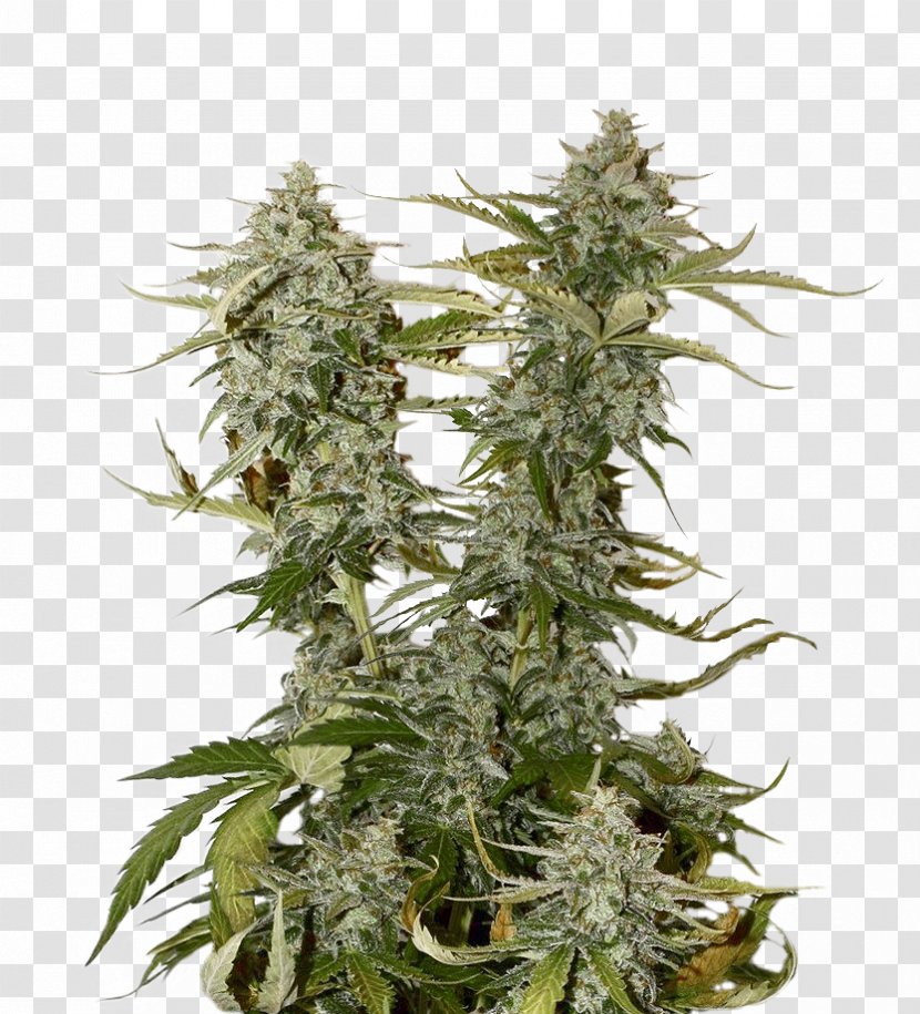 Cannabis Kush Seed Hemp Plants - Chocolate Transparent PNG