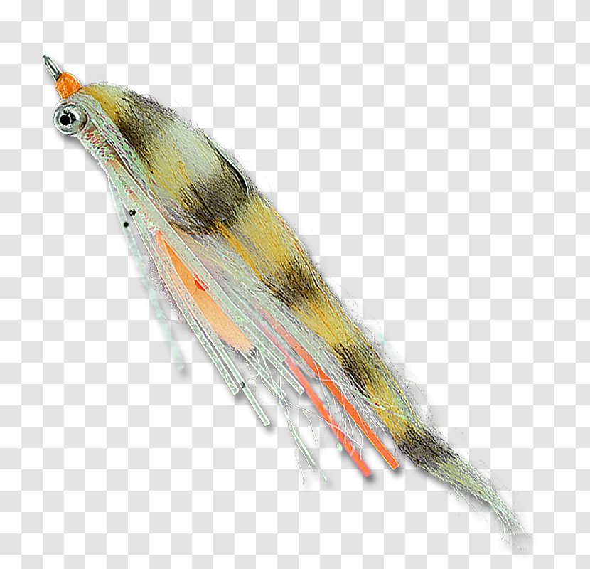 Finches Feather Beak Transparent PNG