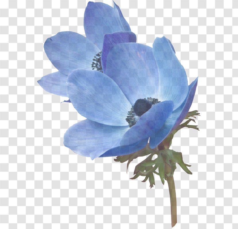 Flowering Plant Flower Petal Blue - Cut Flowers - Delphinium Transparent PNG
