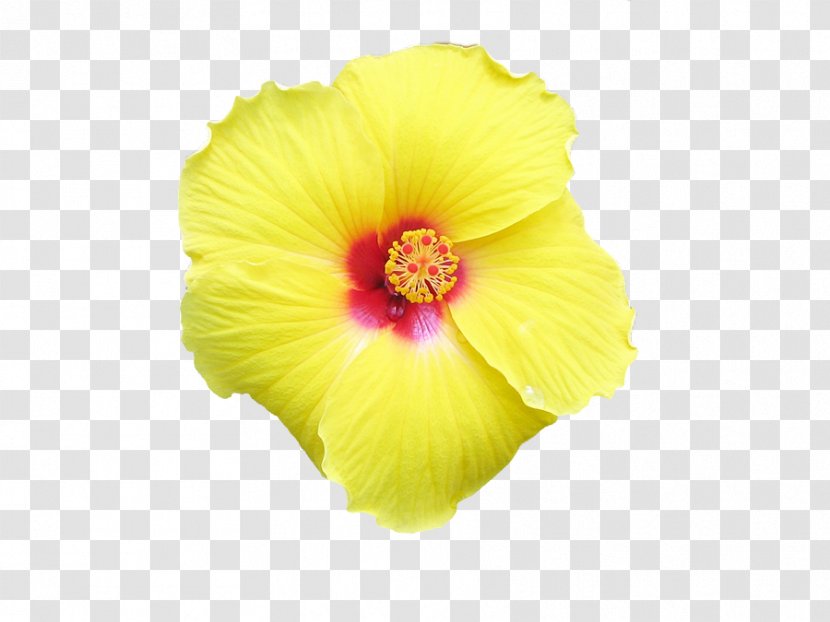 Rosemallows - Hibiscus - Daffodil Transparent PNG