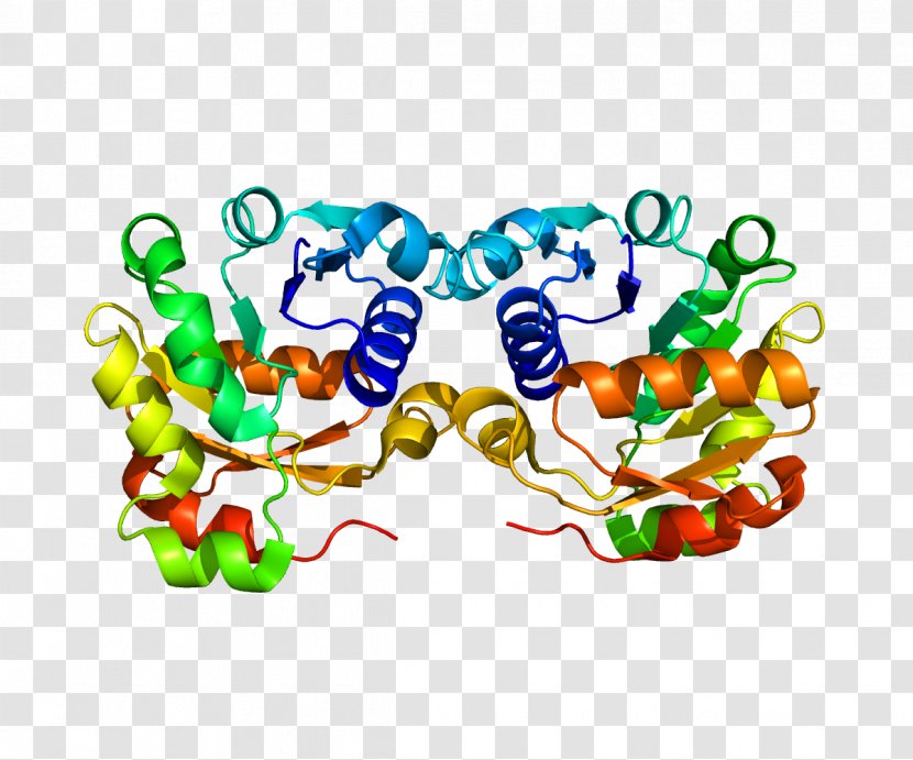 STEAP3 STEAP Family Member 3 Gene Protein Human - Art - Body Transparent PNG