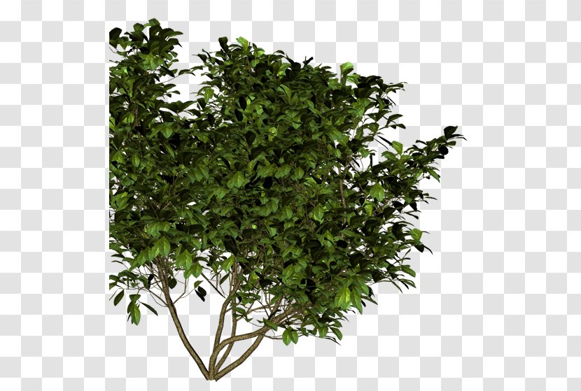 Painting Shrub Common Ninebark Flower Branch Transparent PNG