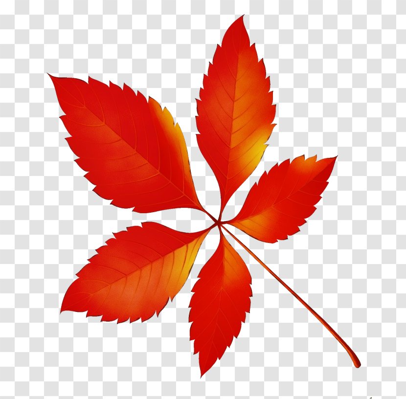Leaf Red Plant Flower Symmetry - Flowering Petal Transparent PNG