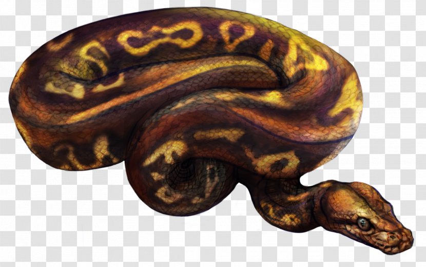 Boa Constrictor - Snake - Ball Python Transparent PNG