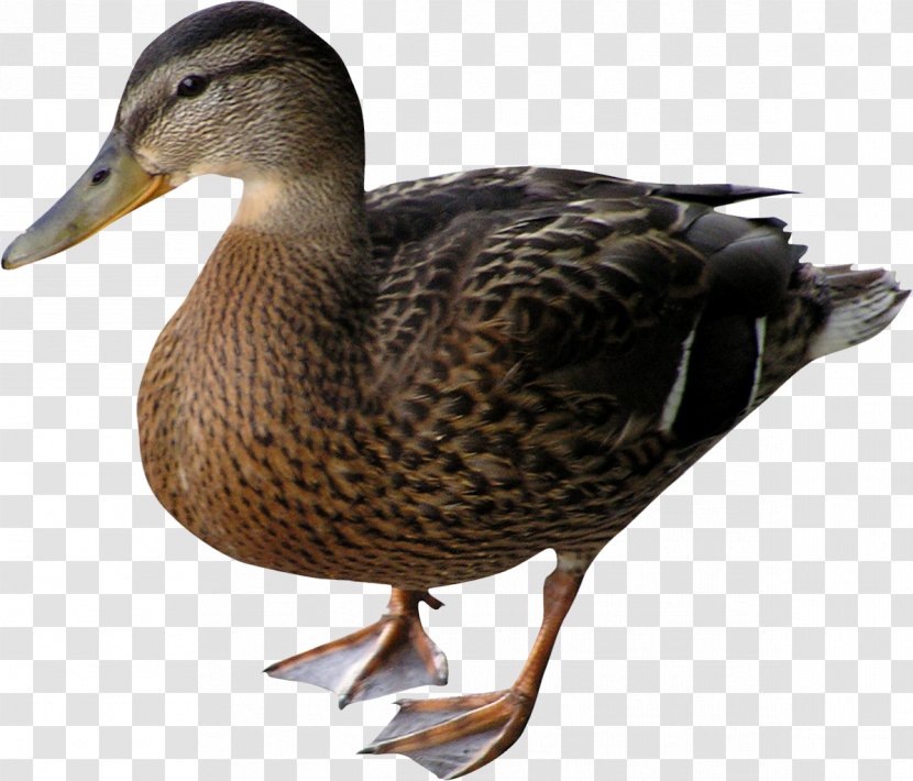 Duck Mallard Bird Goose - Feather Transparent PNG