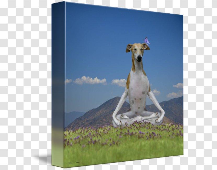 Whippet Italian Greyhound Longdog Spanish - Dog Breed - Yoga Transparent PNG