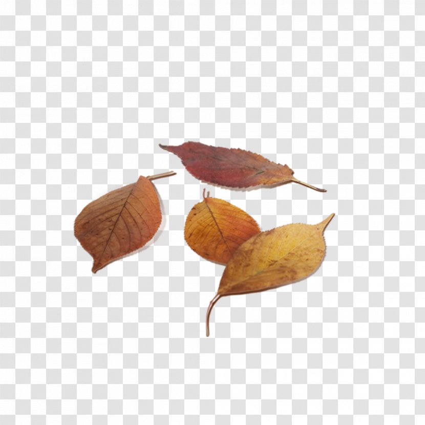 Autumn Leaves - Moxibustion - Acupuncture Transparent PNG