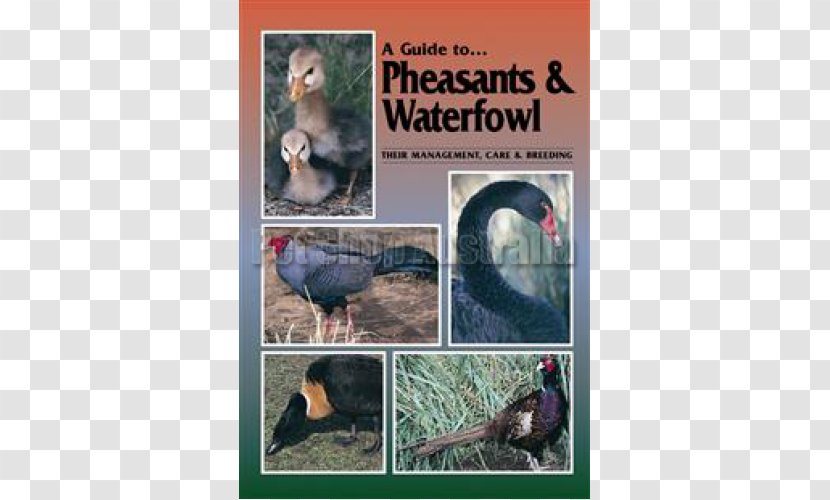 Bird A Guide To Pheasants And Waterfowl: Their Management, Care Breeding Poultry Ring-necked Pheasant Transparent PNG