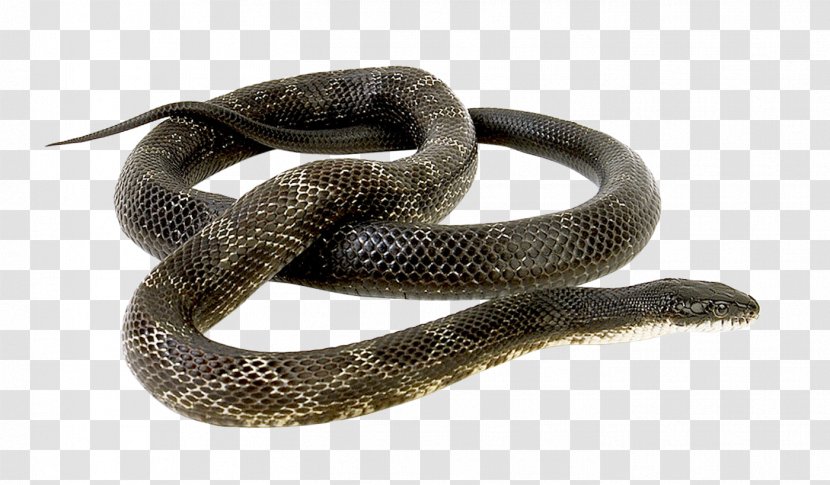 Rattlesnake - Organism - Snake Transparent PNG