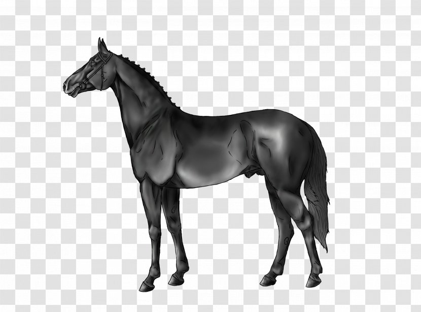 Stallion Foal Dutch Warmblood Mustang Mare - Black Transparent PNG