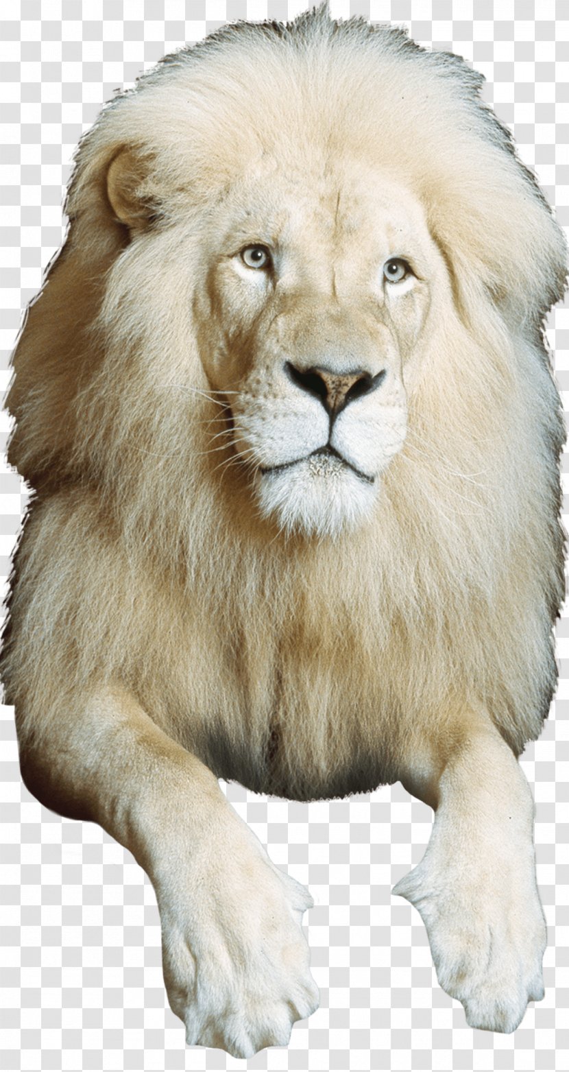East African Lion Circus Whiskers Mane Photography - Elephant Transparent PNG